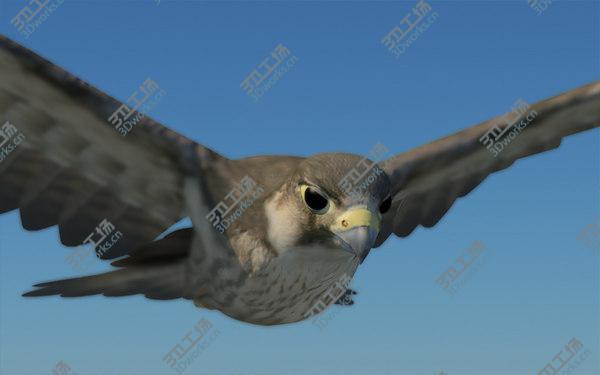 images/goods_img/20210312/Peregrine Falcon (Folded Wings)/2.jpg